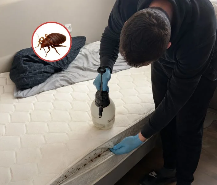 Technicien traitant un matelas contre les punaises de lit à Saint-Cloud
